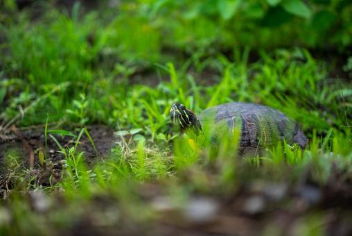 緑の草むらを行く亀 亀,カメ,ミドリガメの写真素材