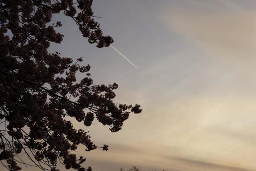 夕空に桜と飛行機雲 夕空に桜と飛行機雲の写真