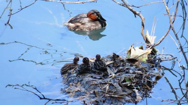 Little Grebe, JPG Little Grebe, JPG