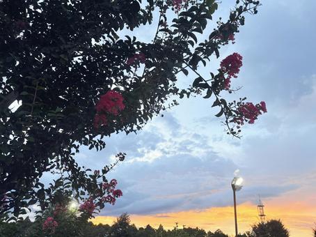 夕暮れと百日紅 夕暮れと百日紅 夕焼け,百日紅,夏の花の写真素材