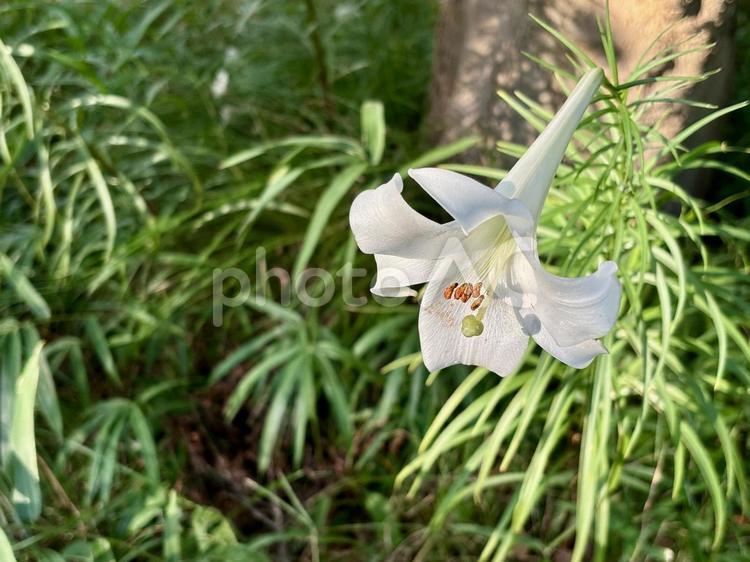 儚げなイメージが欲しい時に使える白い花 花,白,華やかの写真素材