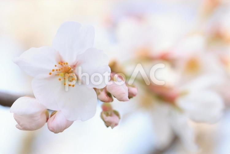 さくら　桜 桜,さくら,サクラの写真素材
