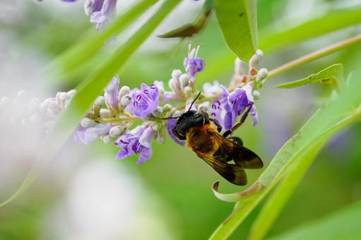 Photo, flower, bee, carrot carrot, 