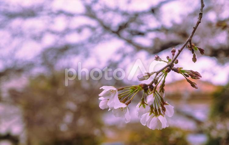 ソメイヨシノ桜ー39 ソメイヨシノ,桜,蕾の写真素材
