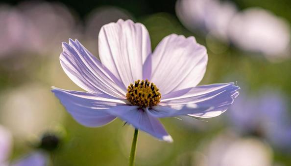 秋の花 コスモス 秋の花 コスモスの写真