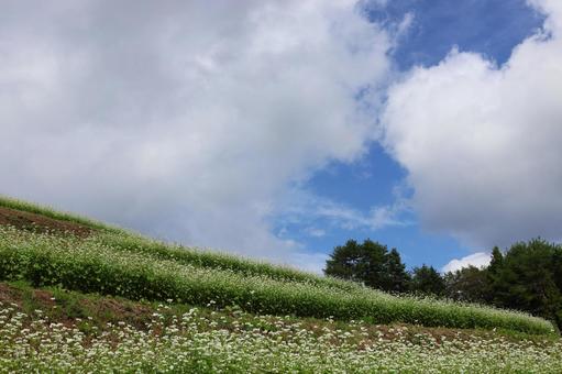 ９月下旬のまんのう町島ヶ峰の天空のソバ畑 ソバ畑,蕎麦,花の写真素材