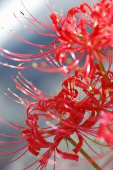 ヒガンバナの写真