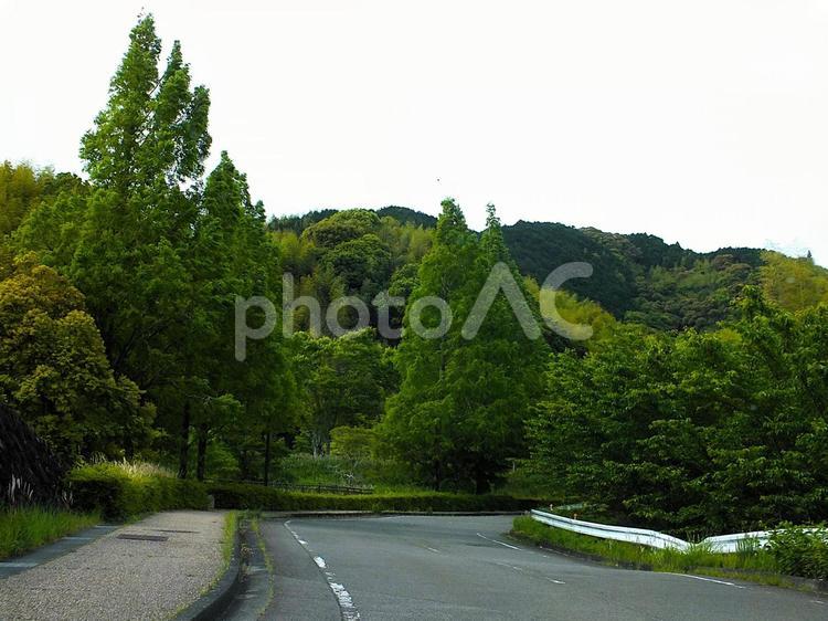 新緑の山へ　道は続く 新緑,グリーン,春の写真素材