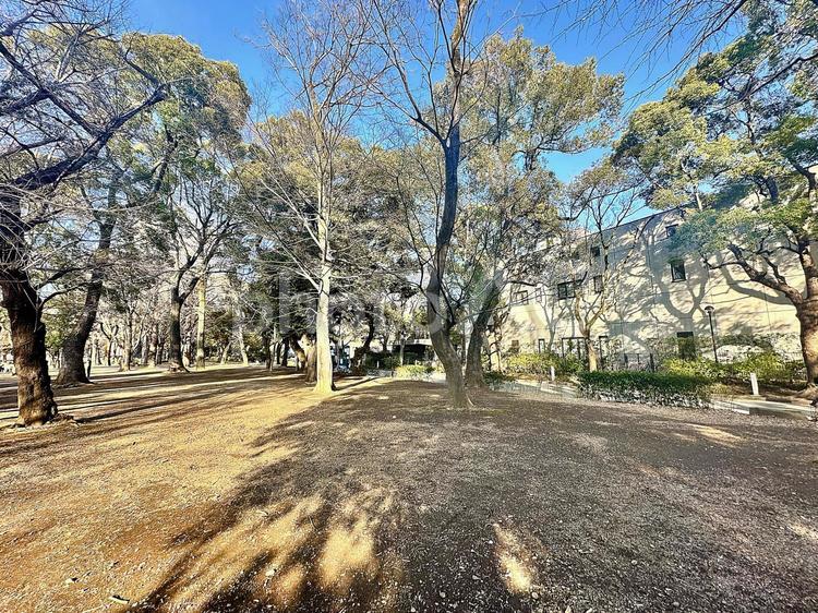 上野公園　冬の公園　上野恩賜公園　冬 上野公園,冬の公園,上野恩賜公園の写真素材