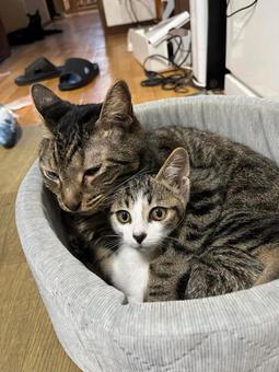 仲良し猫 仲良し猫の写真