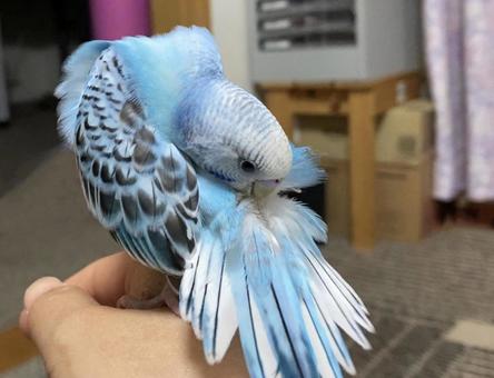 セキセイインコ 毛繕い セキセイインコ 毛繕い セキセイインコ,毛繕い,お手入れの写真素材