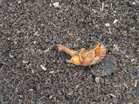 カブト虫のさなぎ さなぎ,カブト虫,カブトムシの写真素材