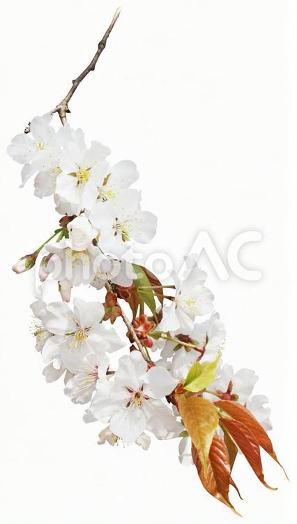 切り抜き素材　桜142　パス付き 桜,花,白の写真素材