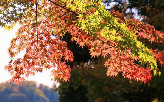もみじの紅葉 もみじの紅葉 紅葉,秋,もみじの写真素材