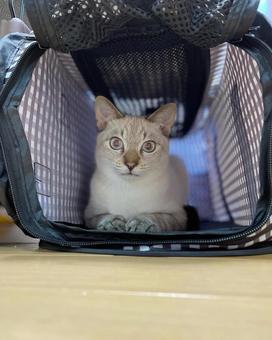 ケージに入る猫 ケージに入る猫の写真