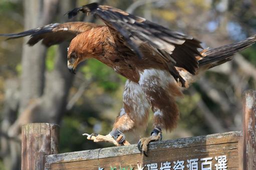 タカ タカ タカ,鳥,猛禽類の写真素材