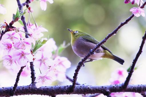 河津桜と可愛いメジロ 桜,メジロ,春の写真素材