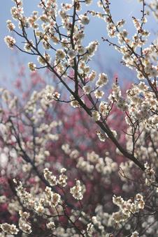 梅の花 梅の花の写真