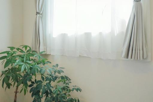 窓辺の観葉植物 窓辺の観葉植物 観葉植物,グリーン,植物の写真素材