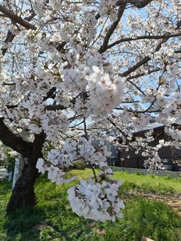 サクラサクの写真