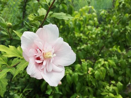 Summer flower Rose of Sharon, JPG