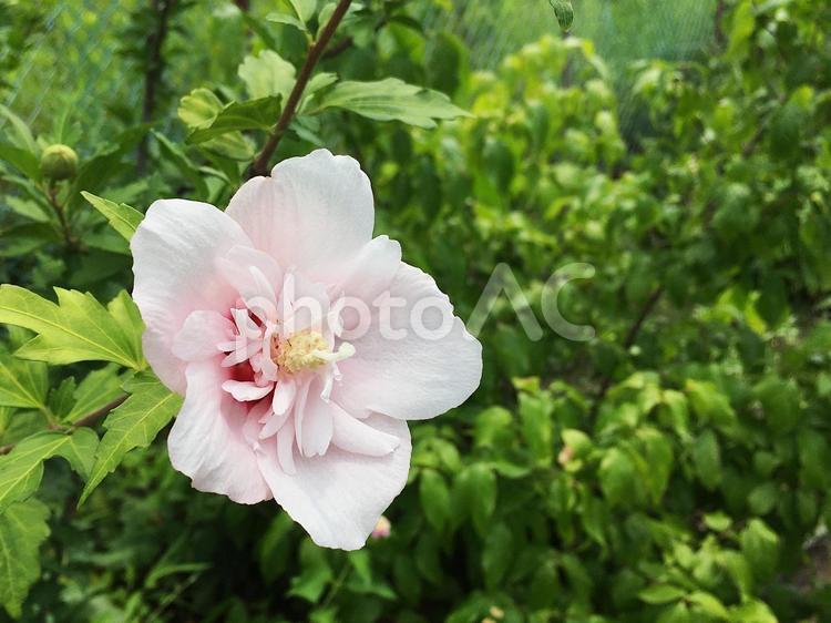 夏の花　ムクゲ ムクゲ,花,植物の写真素材