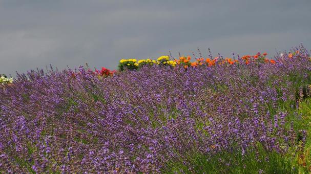 富良野 日の出公園ラベンダー園ラベンダーの写真
