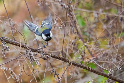 シジュウカラ(153) 野鳥,鳥,シジュウカラの写真素材