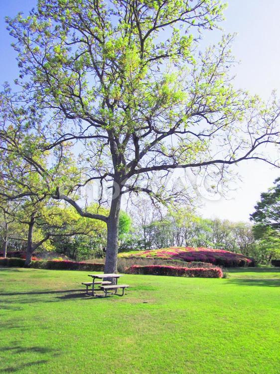 公園の木とベンチ ベンチ,公園,芝生の写真素材