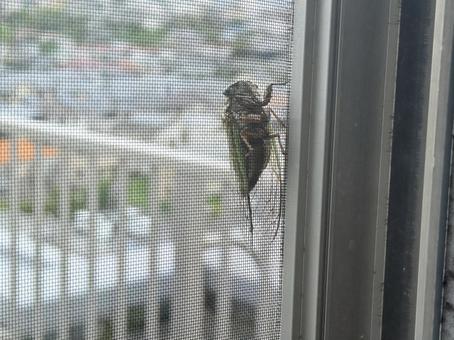セミ セミ セミ,蝉,網戸の写真素材