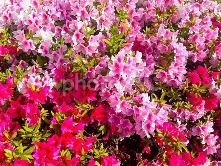 日本の満開のツツジ ツツジ,花,日本の写真素材
