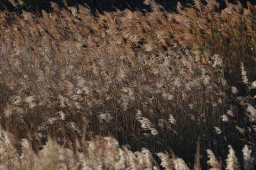 Photo, reed, a crowd, a lot, 