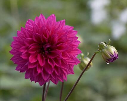 Dahlia, red-purple, red purple flowers, dahlia, JPG