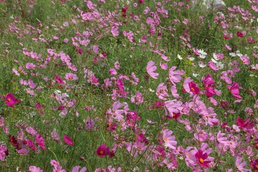 秋風に揺れるコスモス コスモス,ピンク,コスモス畑の写真素材