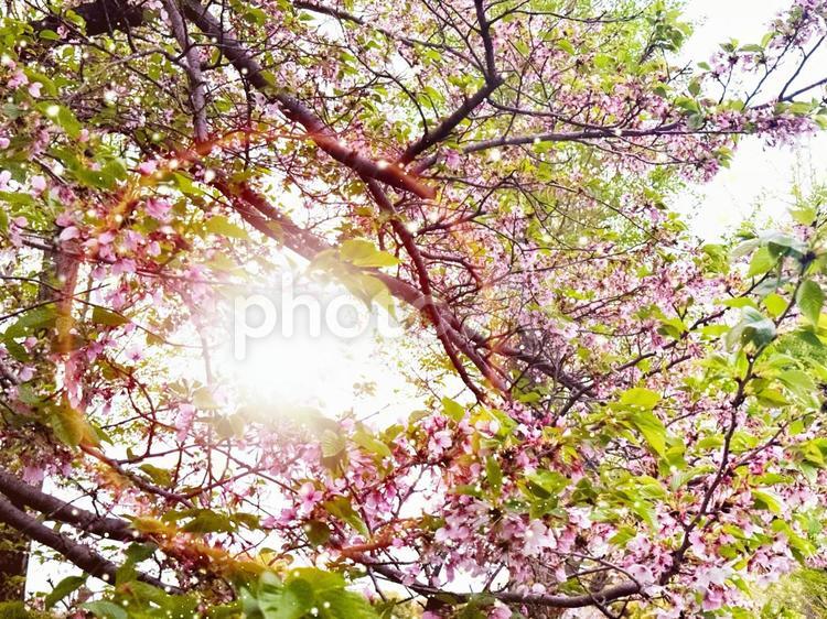 初夏の息吹　桜のあ花と新緑の葉の木漏れ日 桜,新緑,木漏れ日の写真素材