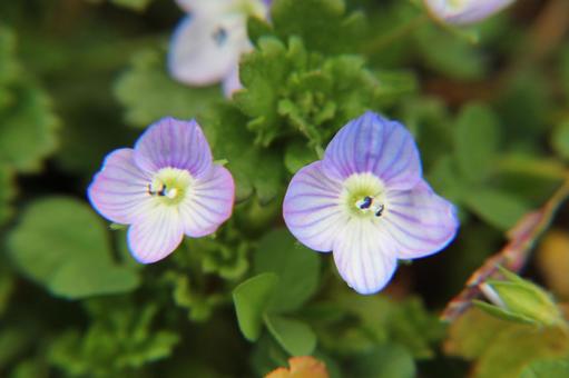 Photo, ooouinunnguri, close-up, spring wildflowers, 
