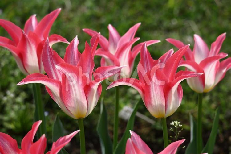 色とりどりに咲き誇る赤白黄色 チューリップ,花,ユリ科の植物の写真素材