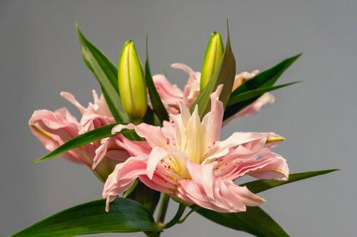 ユリの花 ユリの花の写真