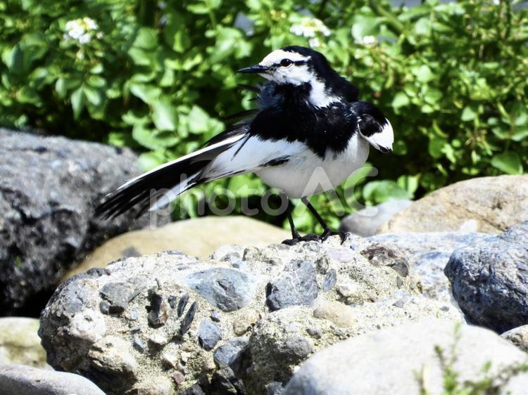 毛繕いをするハクセキレイ 鳥,野鳥,ハクセキレイの写真素材
