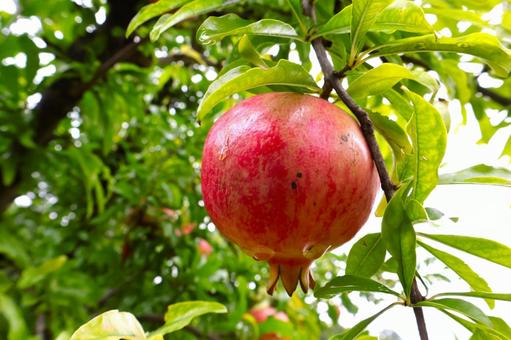 秋に収穫をむかえるザクロ(柘榴)の実 1 秋に収穫をむかえるザクロ(柘榴)の実 1 柘榴,ザクロ,実の写真素材