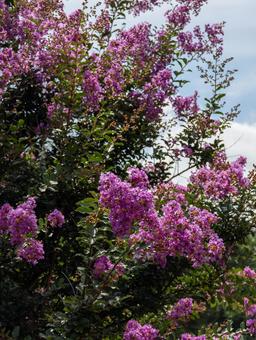 鮮やかな紫のサルスベリの花 花,植物,木の写真素材