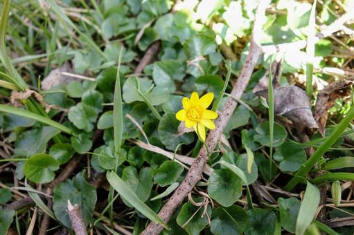 北欧の春の花 北欧の春の花の写真
