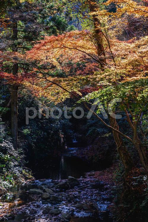 紅葉 紅葉,もみじ,秋の写真素材