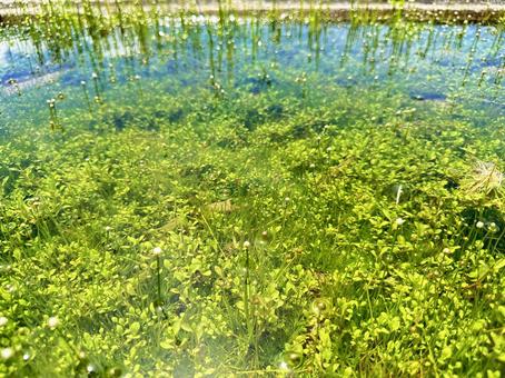 公園 夏の風景 水溜まりの浮き草 公園 夏の風景 水溜まりの浮き草の写真