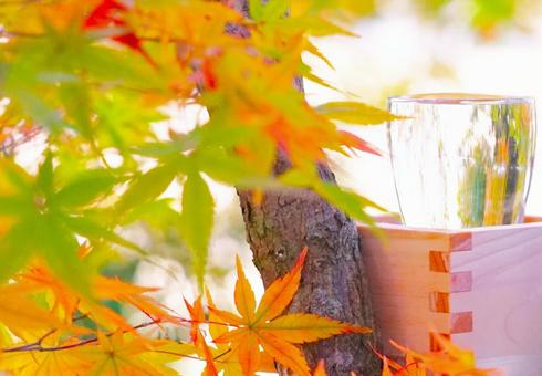 紅葉とグラス酒① 紅葉,木,秋の写真素材