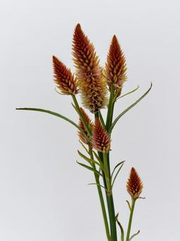 オレンジ色のケイトウの花 花,ケイトウ,植物の写真素材