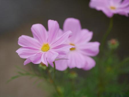 コスモス コスモス,花,flowerの写真素材