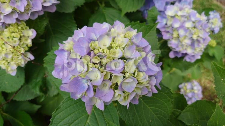 美しく咲いた淡い青色の紫陽花（あじさい） あじさい,アジサイ,紫陽花の写真素材