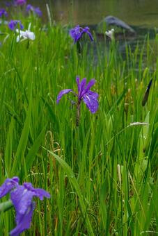 雨の中で紫と白の花菖蒲が最盛期だ 花菖蒲,しずく,しっとりの写真素材