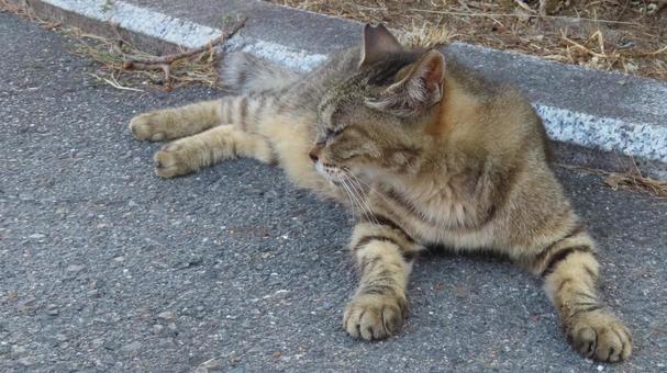 A fluffy cat whose daily routine is to take a nap and enjoy the cool evening breeze, JPG